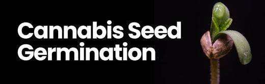 Wie keimen Profis Cannabis Samen? Einfach Erklärt!