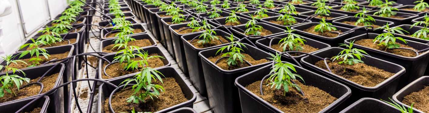 Hanfsamen bestellen bei Hishark in 2025