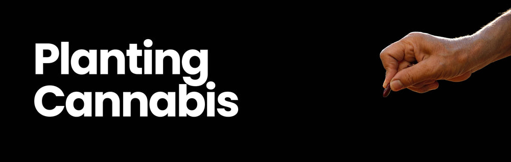 Cannabis Samen einpflanzen: Eine umfassende Anleitung für den erfolgreichen Anbau