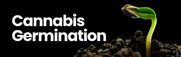 Komplette Anleitung zum Cannabis Samen Keimen
