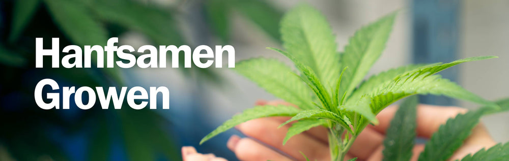 Hanf anbauen: Was braucht man?