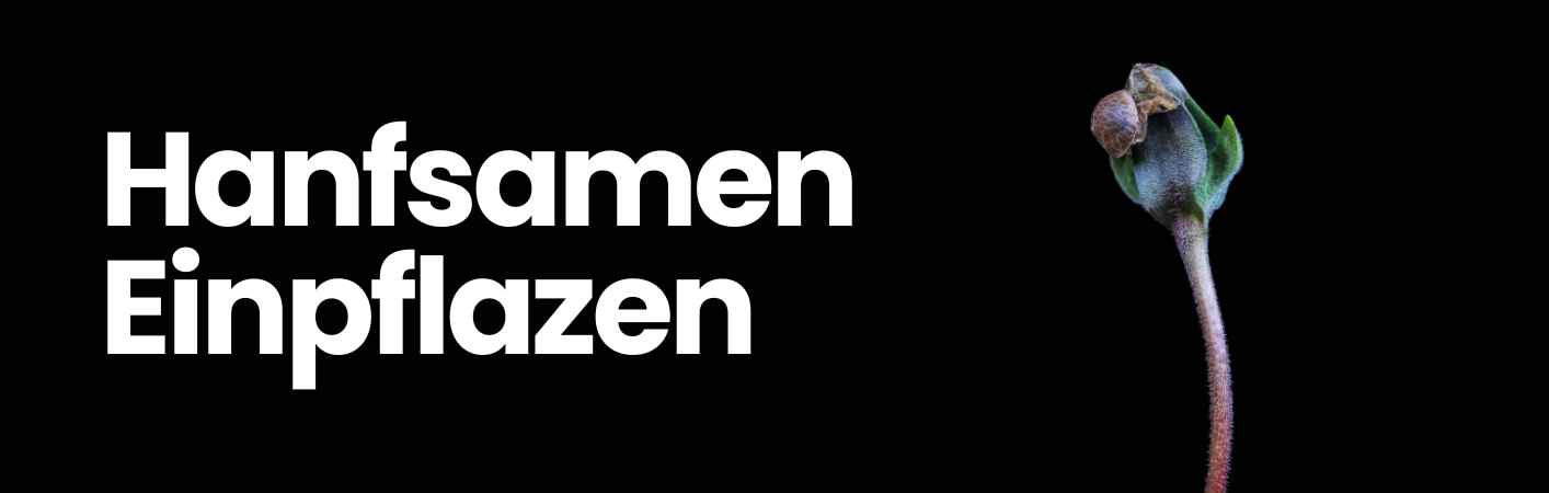 Hanfsamen keimen: Licht oder dunkel? Wir beantworten deine Fragen!