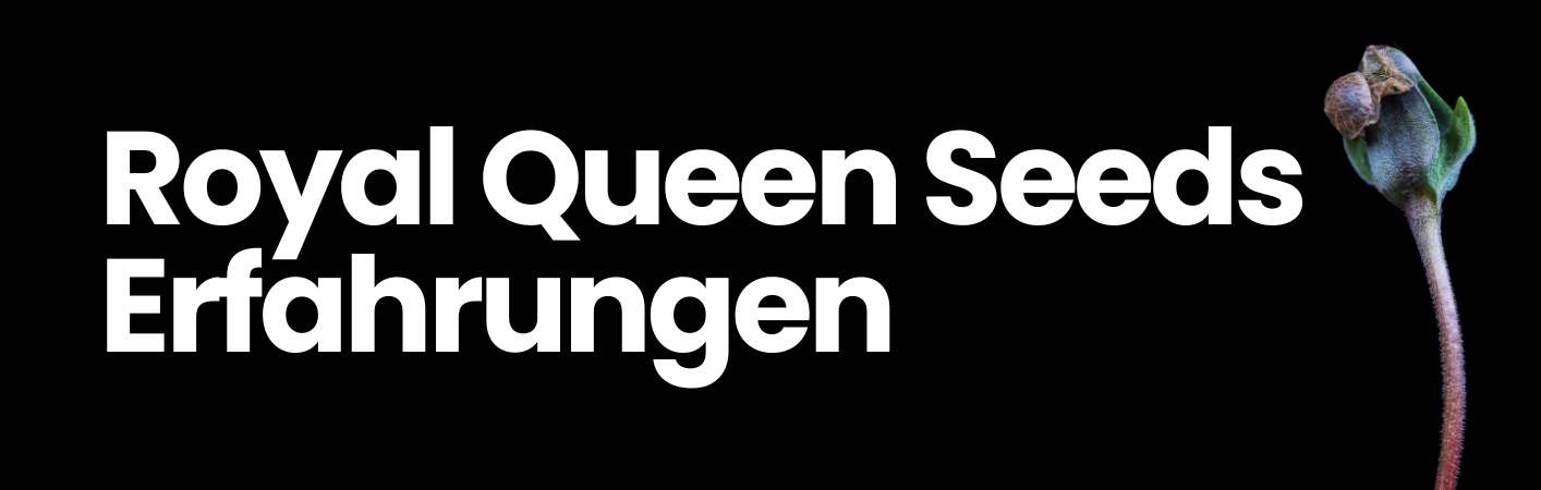 Royal Queen Seeds Erfahrungen und Bewertungen