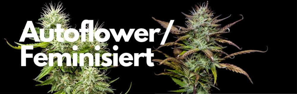 Autoflower vs Feminisierte Samen erklärt | Unterschiede von Cannabis-Genetiken - Hi-Shark