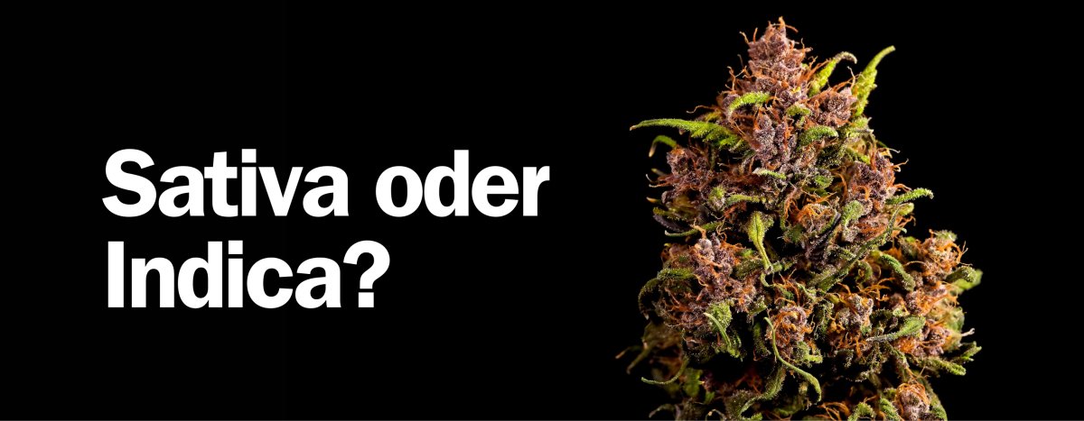 Sativa oder Indica? Unterschiede in der Cannabis Genetik - Hi-Shark