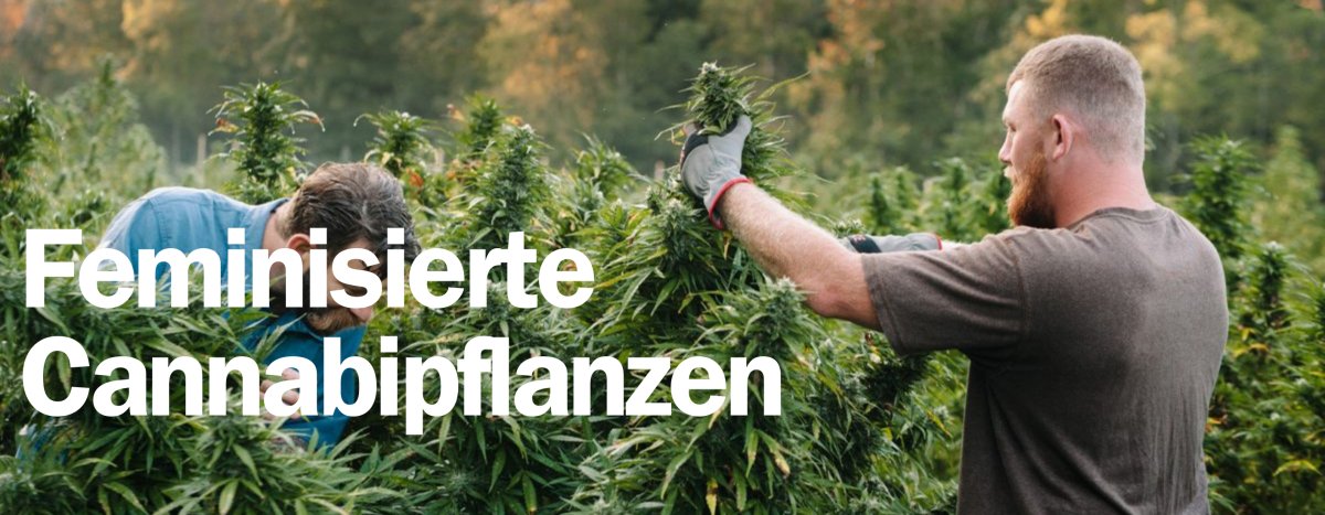 Was sind Feminisierte Cannabispflanzen? Und wie baut man diese an? - Hi-Shark