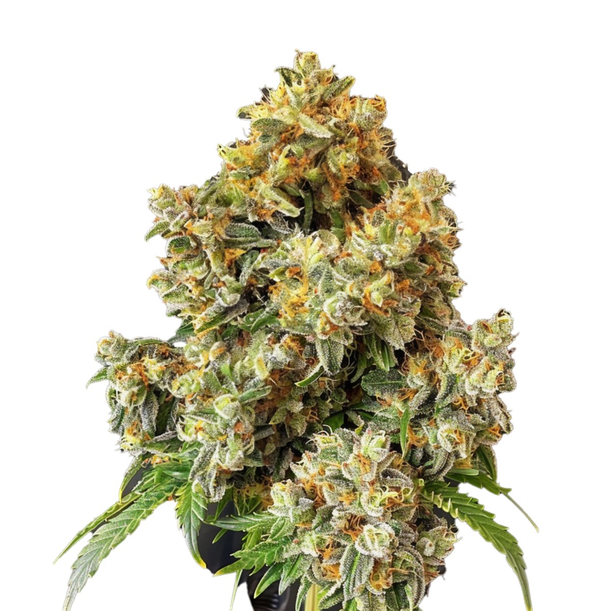 Sativa - - Hi-Shark - Hanfsamen - Cannabissamen - Sativa - Indica - Cang -Legalisierung