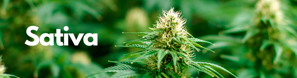 2024 - Cannabis - Samen - Seeds - Weed - Marihuana - Hanf - Deutschland - Legal - Legalisierung - Hanfsamen bestellen - Cannabissamen kaufen - Hochwertig - Indoor - Outdoor - CBD - THC - Autoflowering - Feminisierte Samen - Hybrid - Indica - Sativa - Grow