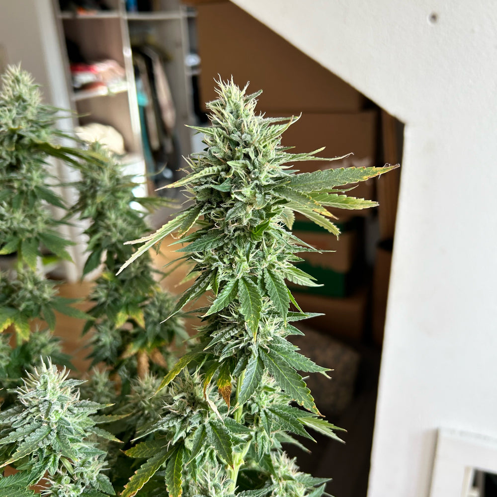Amnesia Haze cannabis Samen bestellen