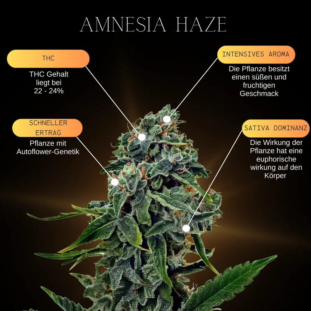 Eine Infografik über die Eigenschaften und Genetischen merkmale der Cannabissorte Amnesia Haze Autoflower