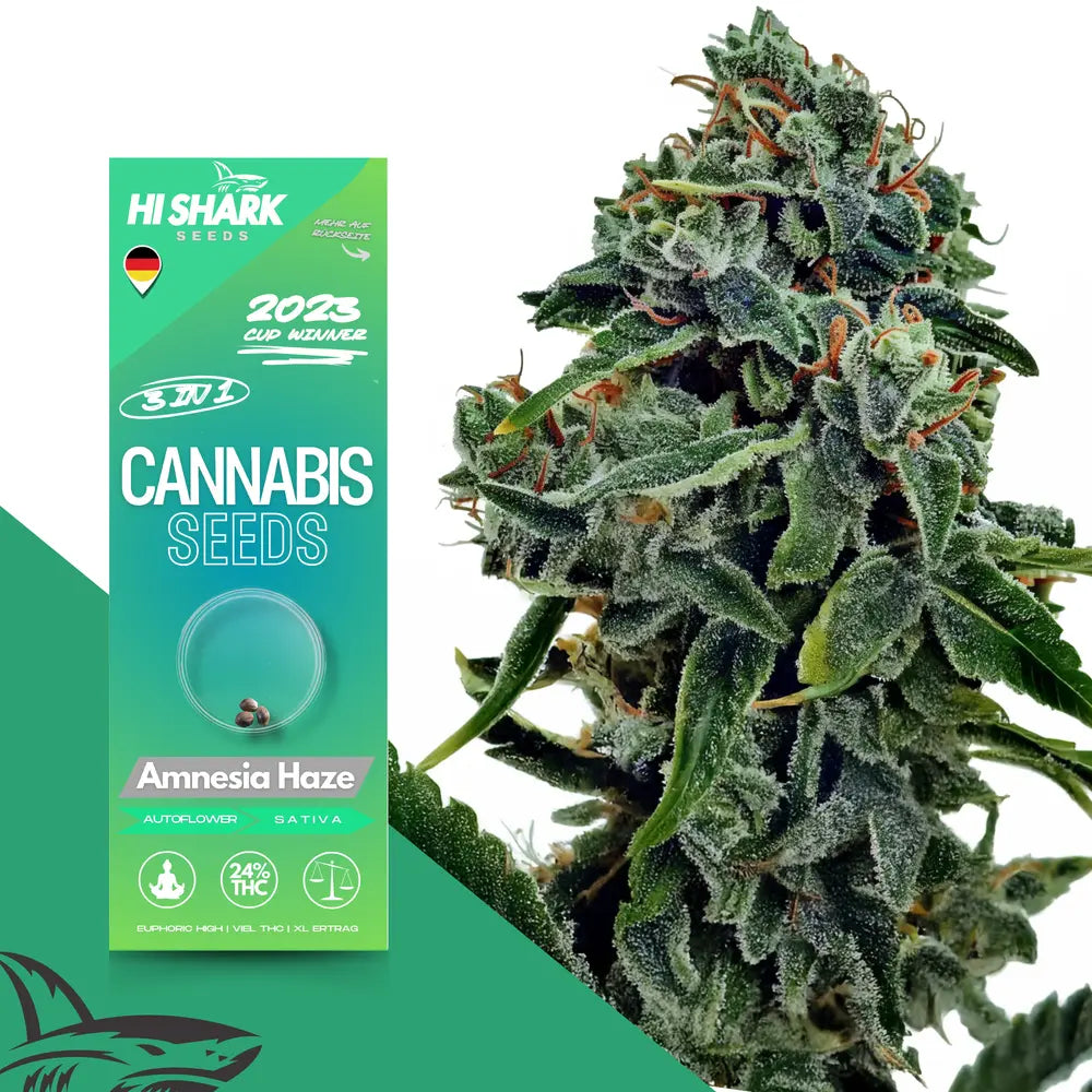 Autoflower Amnesia Haze Cannabissamen bestellen bei Hi Shark