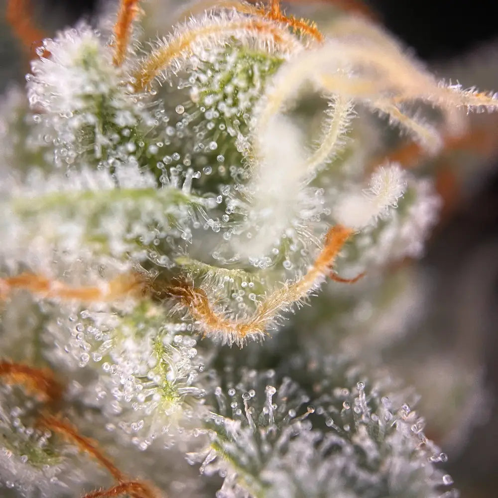 
                  
                    Milchige Blue Amnesia Auto Trichome
                  
                