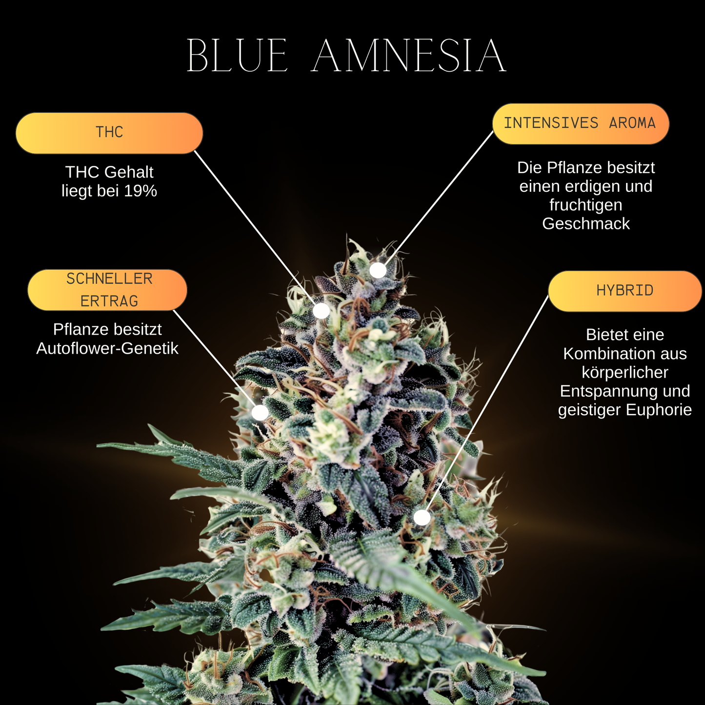 Eine Infografik über die Eigenschaften und Genetischen merkmale der Cannabissorte Blue Amnesia Autoflower