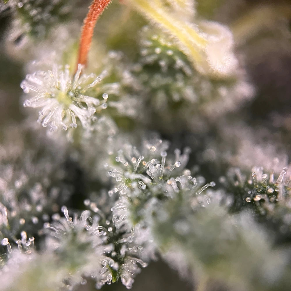 
                  
                    Milchige Amnesia Haze Auto Trichome
                  
                