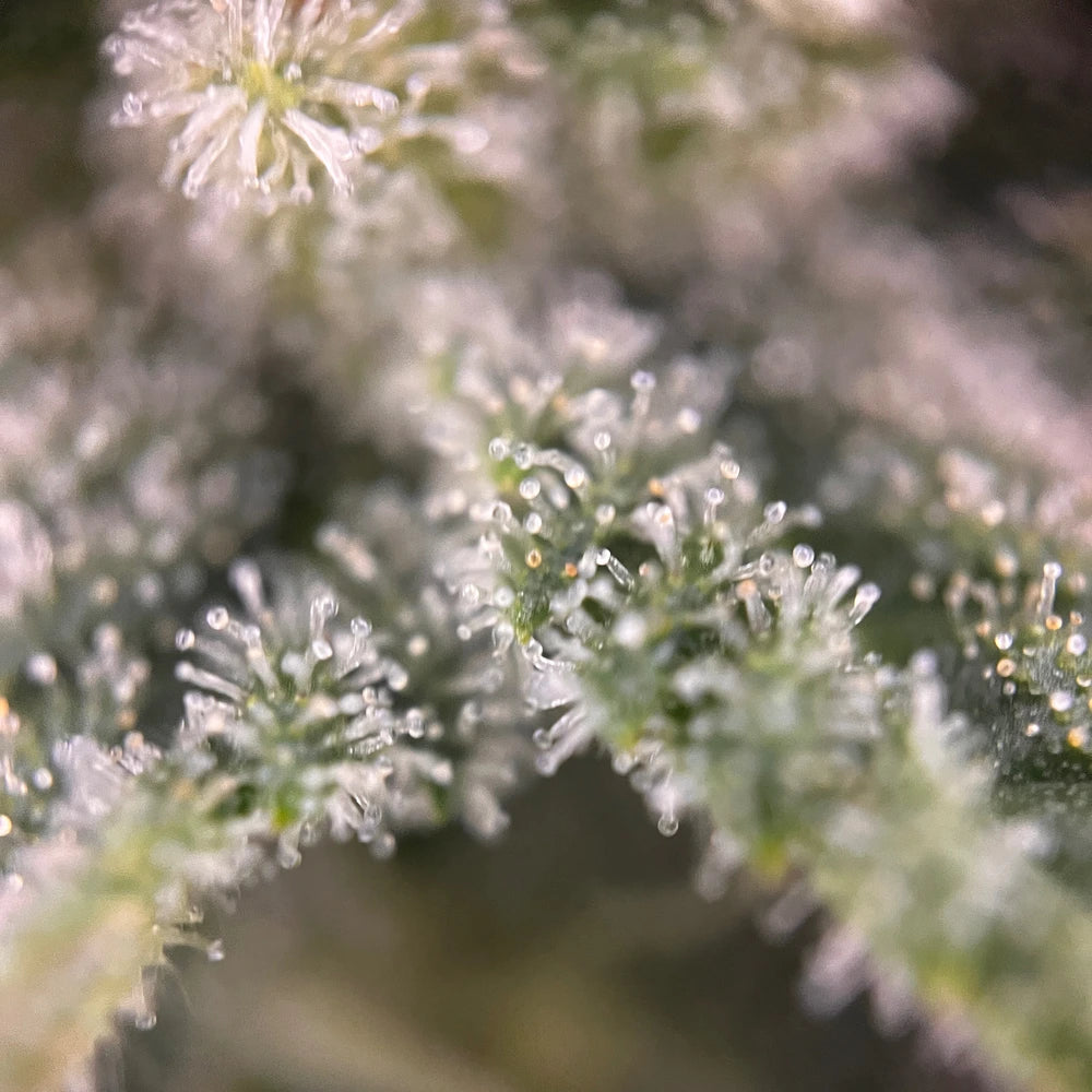 
                  
                    Milchige Cookie Gelato Auto  Trichome
                  
                