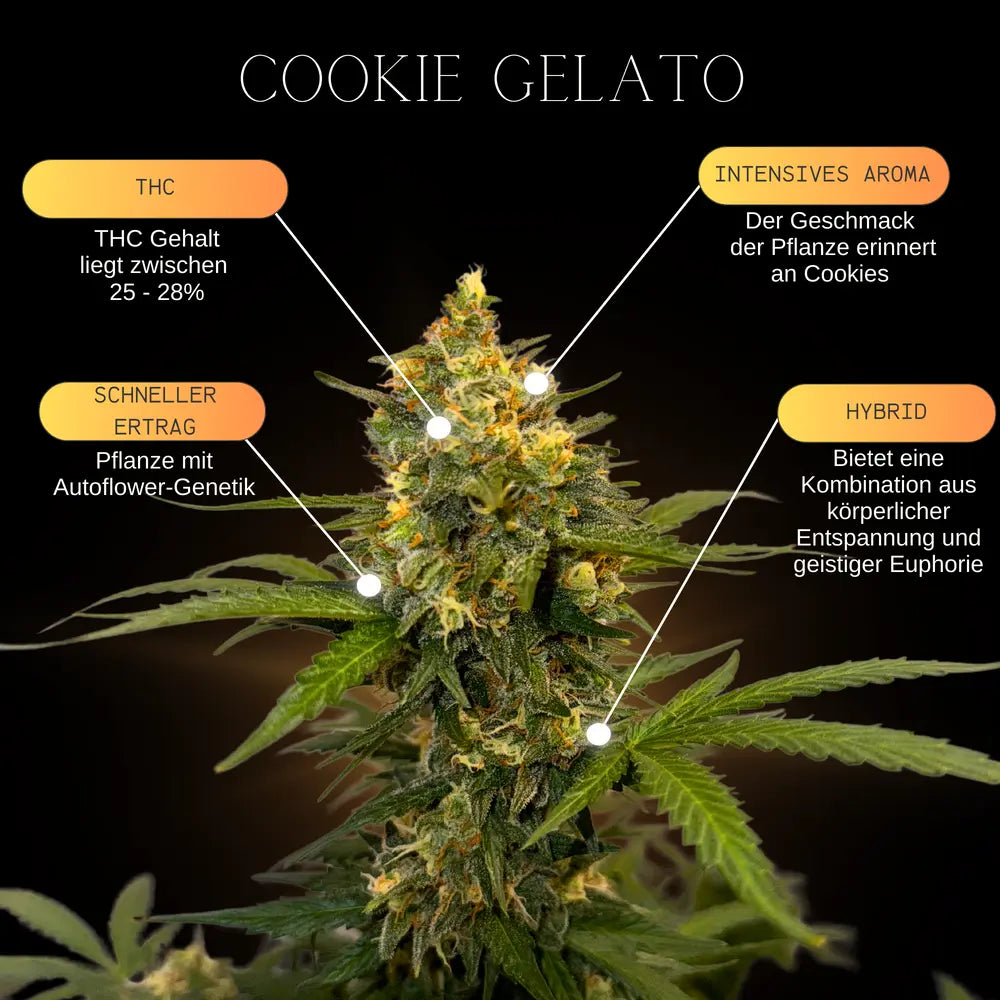 Infografik über die Eigenschaften & Merkmale von Cookie Gelato Autoflower