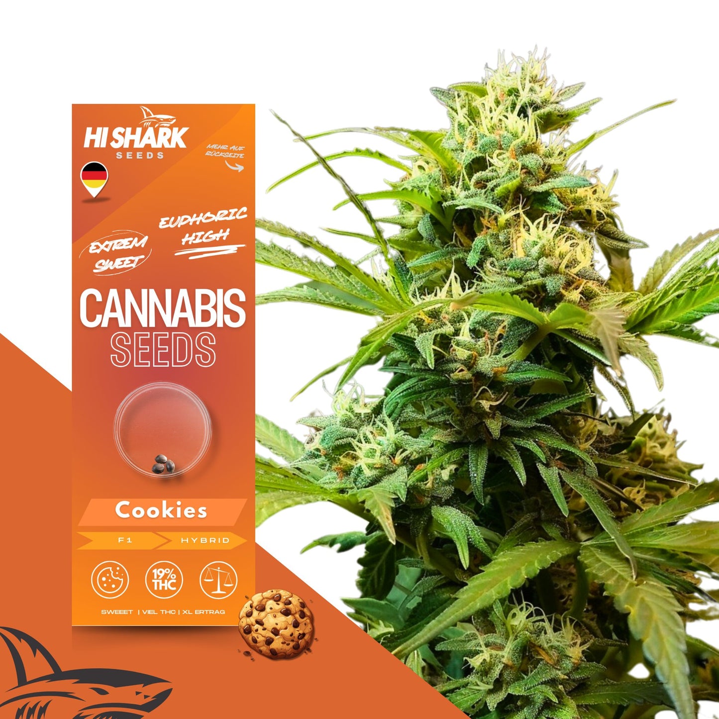 Cookies F1 - Erstklassige Cookies F1 Samen – Premium Cannabis Samen für einfachen Anbau und hohe Erträge. Ideal für Hanf- und Weed-Enthusiasten. Jetzt bestellen! - Hochwertige Cookies F1 Samen | Fast Flowering Cannabis Samen - Hanfsamen - Cannabissamen -