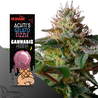 Gelato Feminisierte Hanfsamen bestellen bei Hi-Shark.com