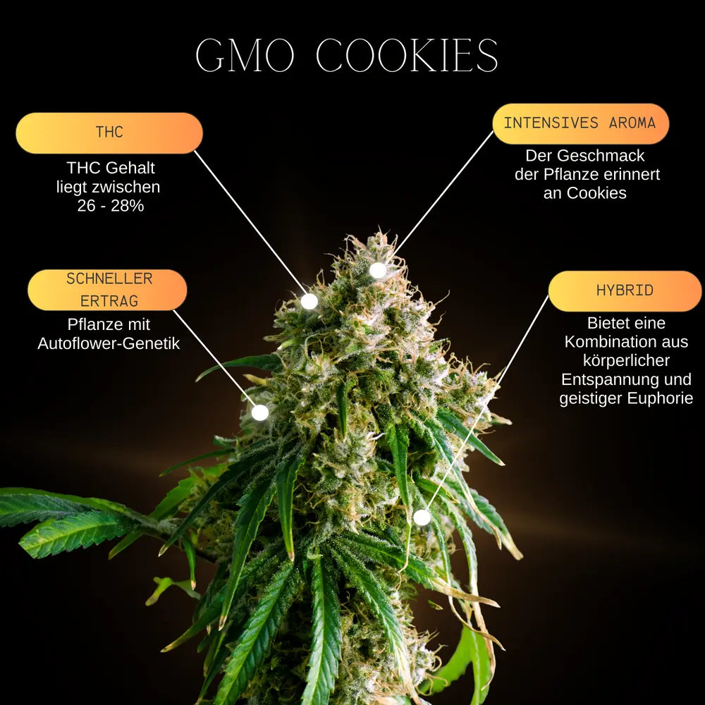 Eine Infografik über die Eigenschaften und Genetischen merkmale der Cannabissorte GMO Cookies