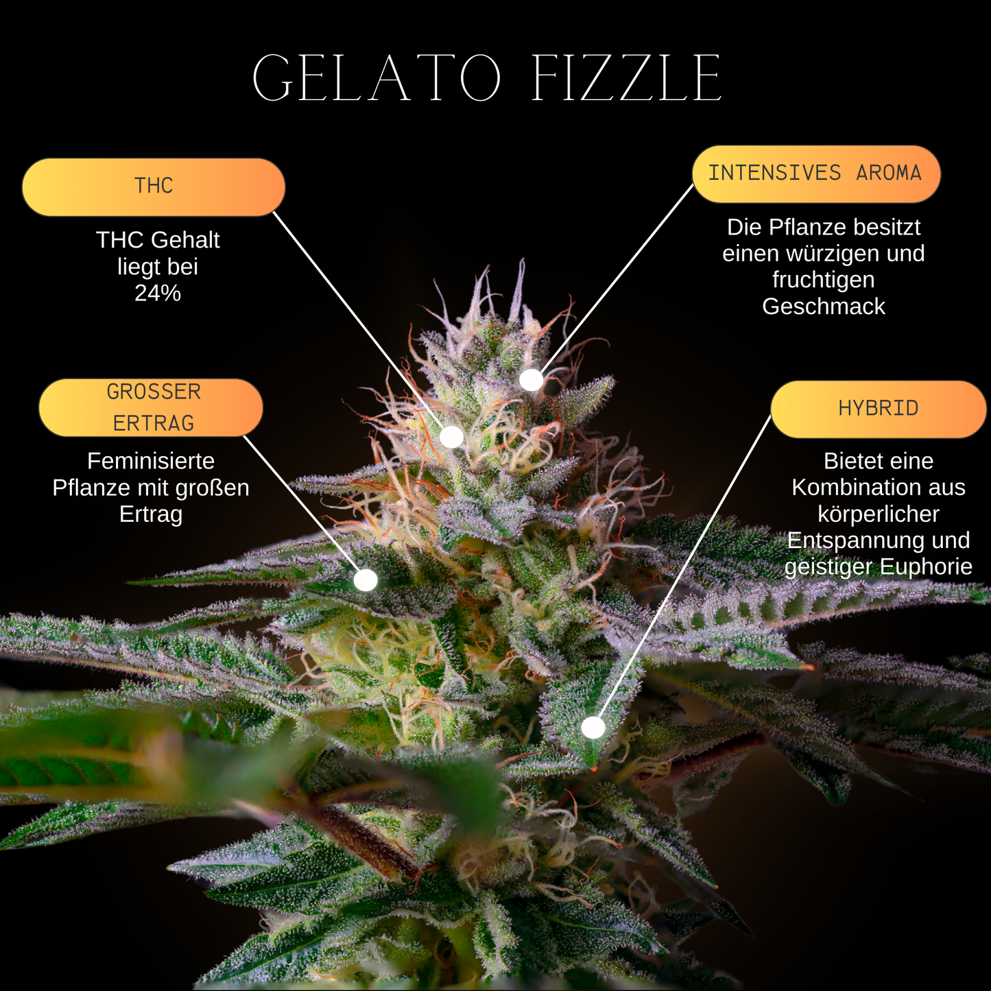 Eine Infografik über die Eigenschaften & Merkmale von der Cannabissorte Gelato Feminisiert