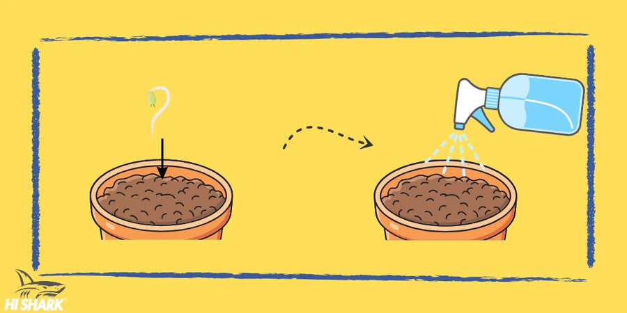 Step 4 of the Cannabis Seeds