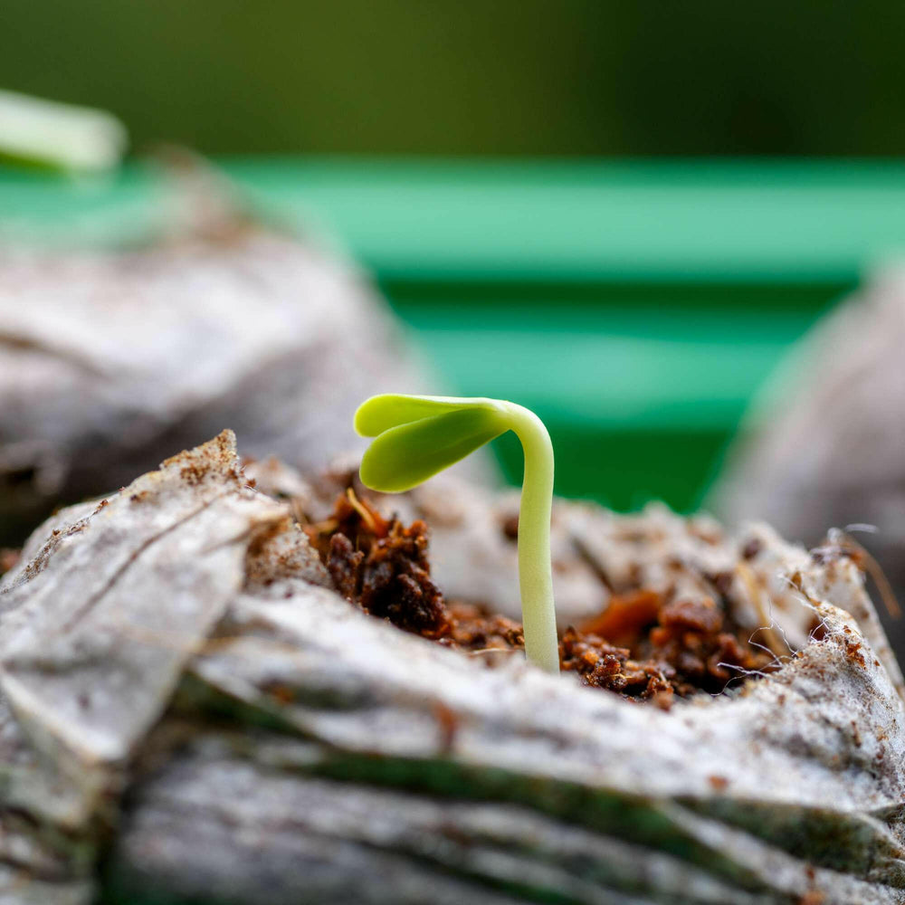 
                  
                    Easy Grow Jiffy-Set - Coco Jiffy Quelltöpfen ✓ optimal für Hobbygärtner/professionelle Züchter ✓ Diskrete und schnelle Lieferung ✓ Gratis Seeds ✓ Beste Genetik ✓ 100% Rechtskonform ✓ Easy Keimset - Jiffy Coco Quelltopf-Set | Erfolgreiche Coco Pflanzenanzu
                  
                