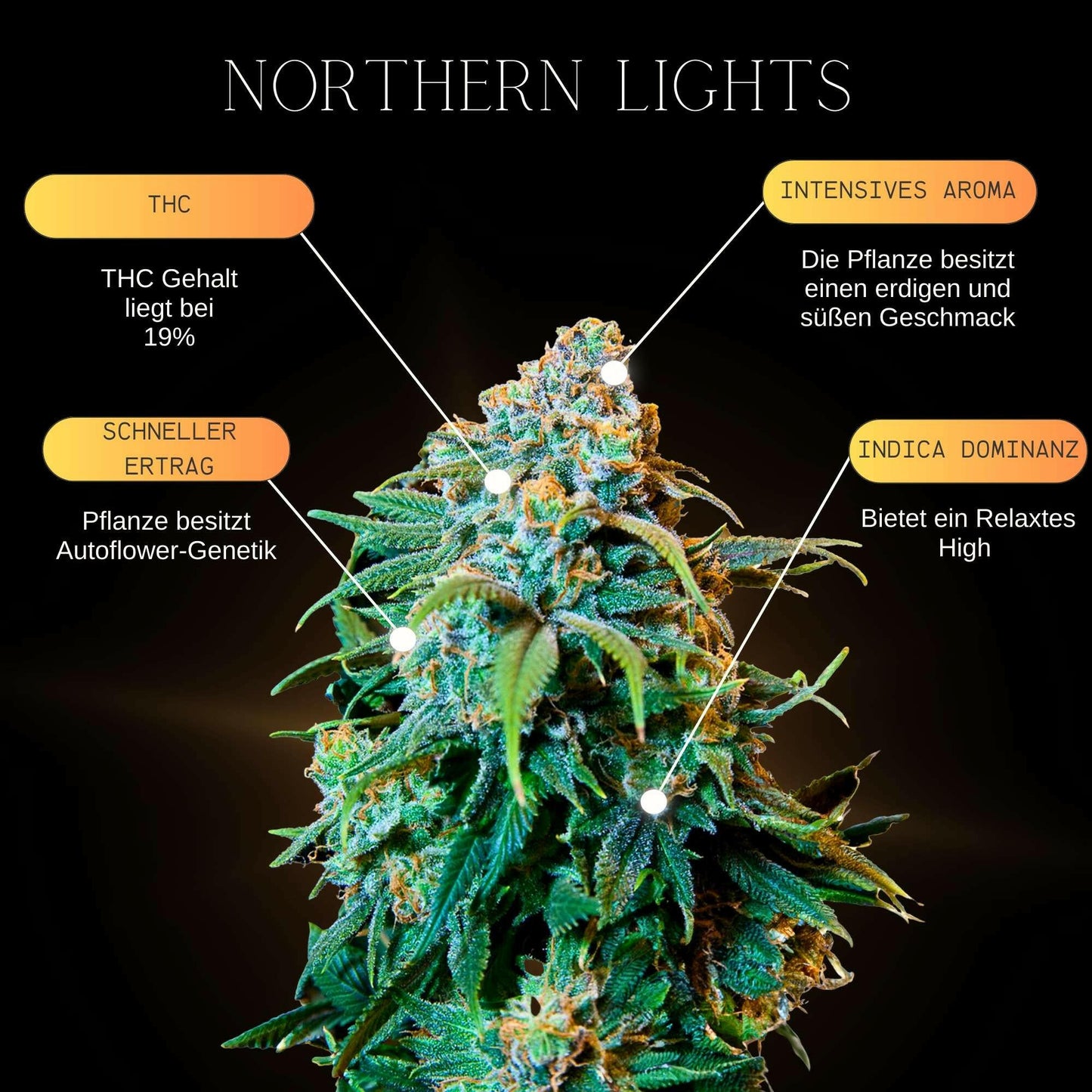 Northern Lights Auto - Northern Lights Auto Hanfsamen | Selbstblühende Sorte für zuverlässigen Anbau. Entdecken Sie Northern Lights Auto Hanfsamen - selbstblühende Sorte für einfachen und ertragreichen Anbau. Ideal für Anfänger und erfahrene Züchter. Jetz