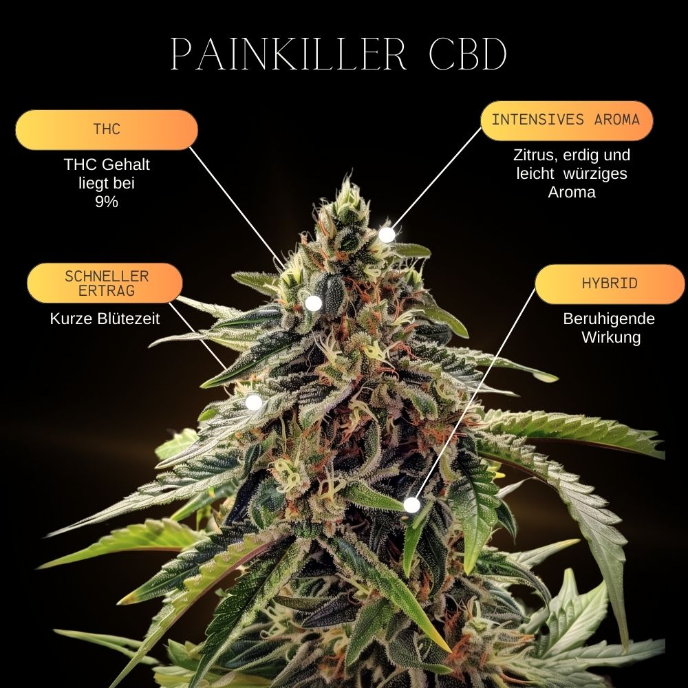 CBD cannabissamen vorteile