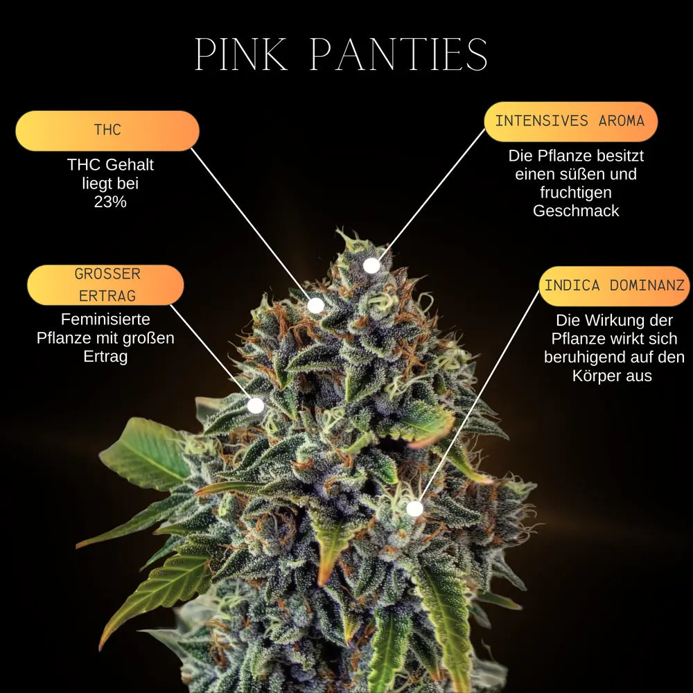 Eine Infografik über die Eigenschaften und Genetischen Merkmale der Cannabissorte Pink Panties Feminisiert