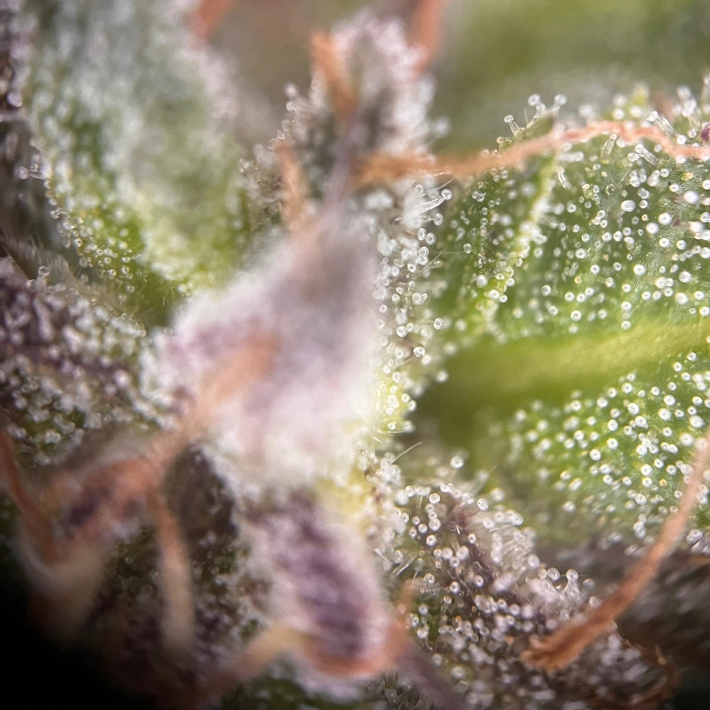 
                  
                    Milchige Pink Panties Femnisierte Trichome
                  
                