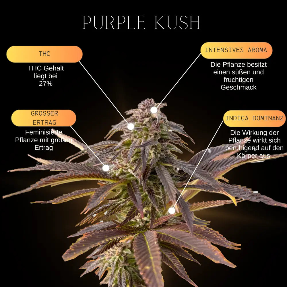 Eine Infografik über die Eigenschaften und Genetischen merkmale der Cannabissorte Purple Kush