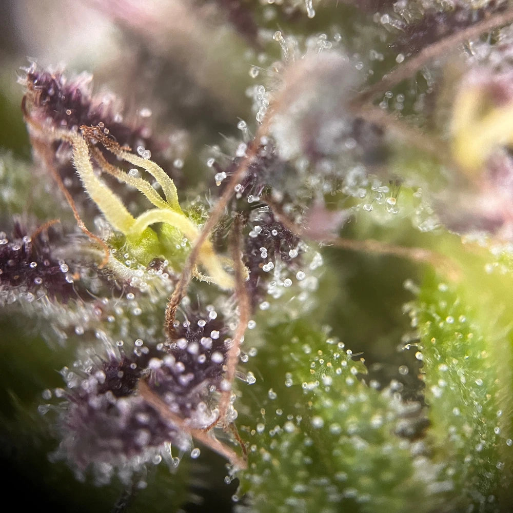 
                  
                    Milchige Purple Kush Femnisierte Trichome
                  
                