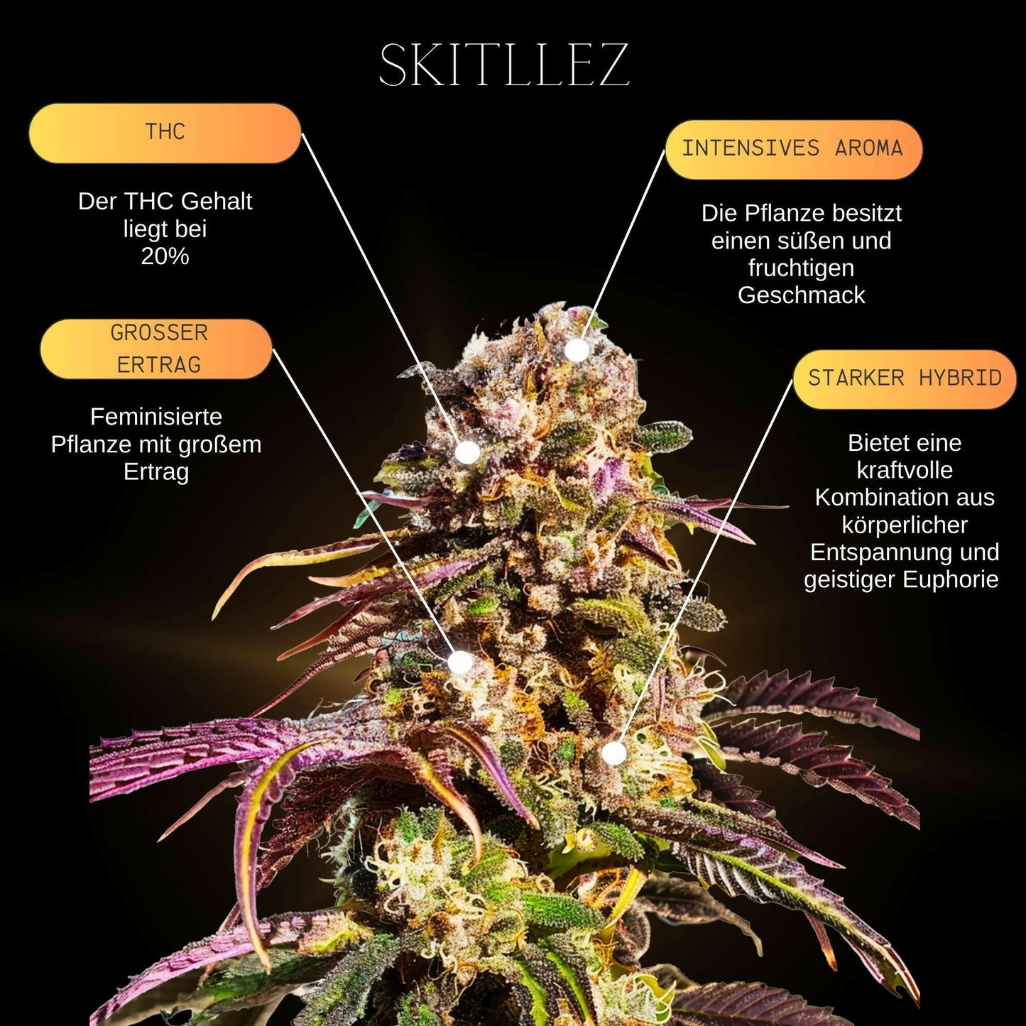 Skittlez - Skittles Cannabissamen - Exotische Sorte, fruchtiges Aroma und starker Effekt. Ideal für Kenner und Liebhaber. Jetzt bestellen! Skittelz Hanfsamen bieten ein unvergessliches Erlebnis mit ihrem exotischen, fruchtigen Aroma und ihrer potenten Wir