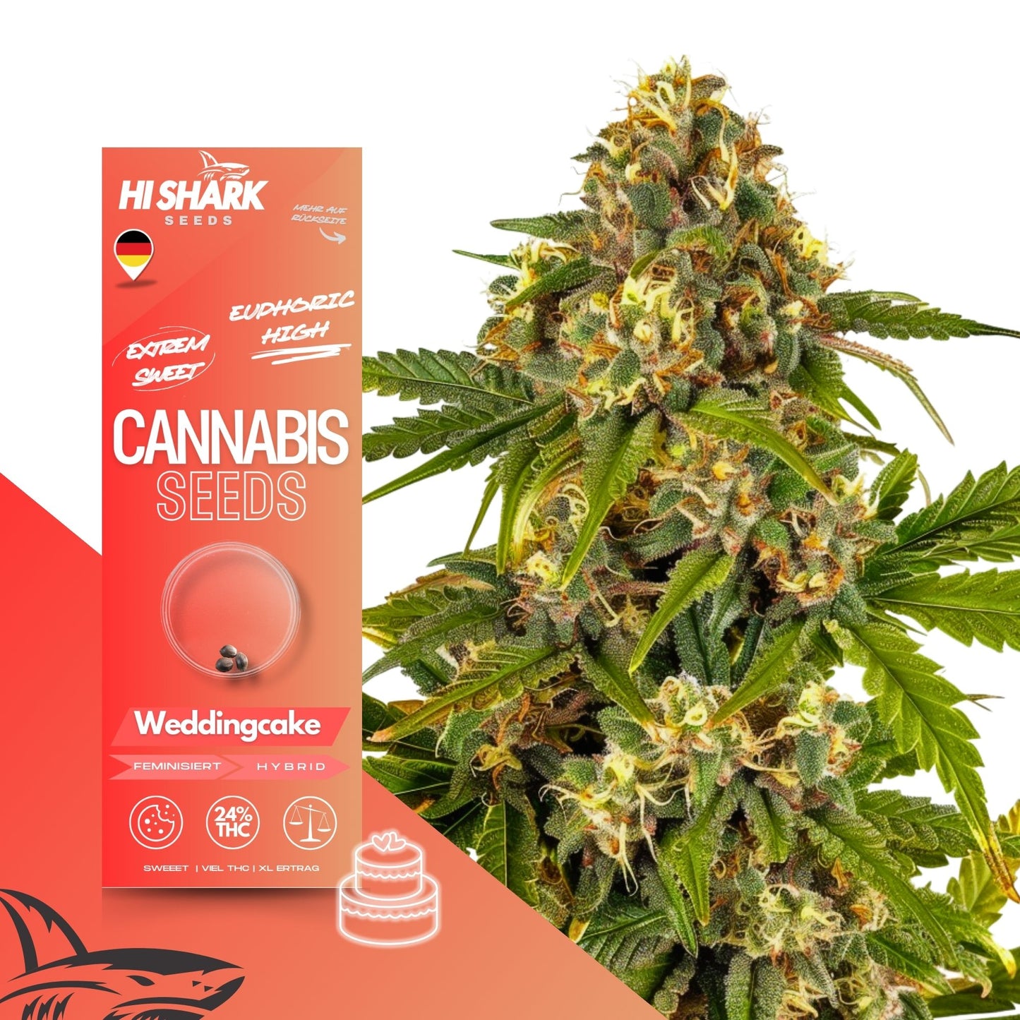 Wedding Cake - Erstklassige Weed Wedding Cake Samen – Premium Cannabis Samen für starken Ertrag und exzellente Qualität. Ideal für Hanf- und Weed-Liebhaber. Jetzt bestellen! - Wedding Cake Cannabis Seeds kaufen Deutschland | Hanf Samen - Hanfsamen - Canna