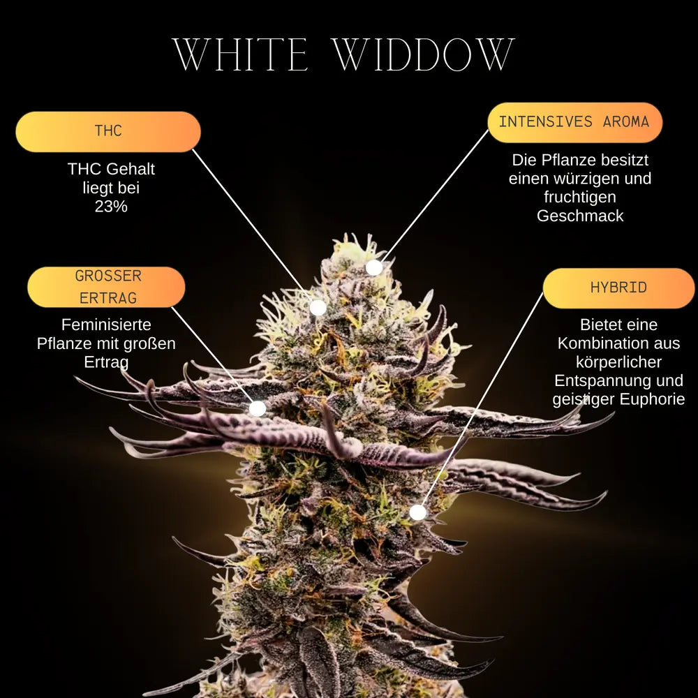 Eine Infografik über die Eigenschaften und Genetischen merkmale der Cannabissorte White Widow